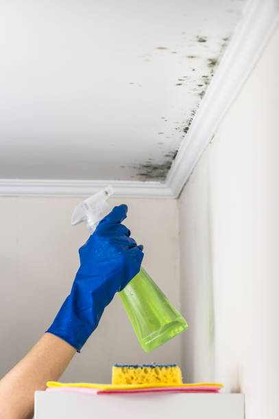 Best Attic Mold Removal  in Brook Highland, AL