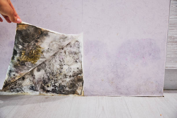 Best Mold Removal Company Near Me  in Brook Highland, AL